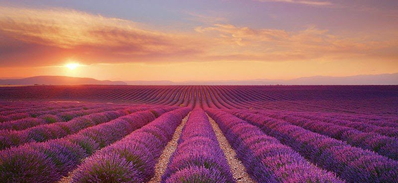 라벤더 꽃밭
