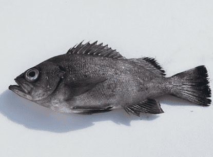 조피볼락(우럭)