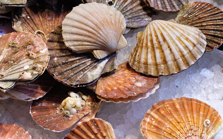 가리비 : 11월 제철 해산물