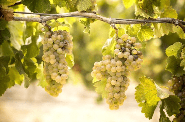 샤르도네, 샤도네이(Chardonnay) : 떼루아를 담는 와이너리의 캔버스 count(title)%, image 5