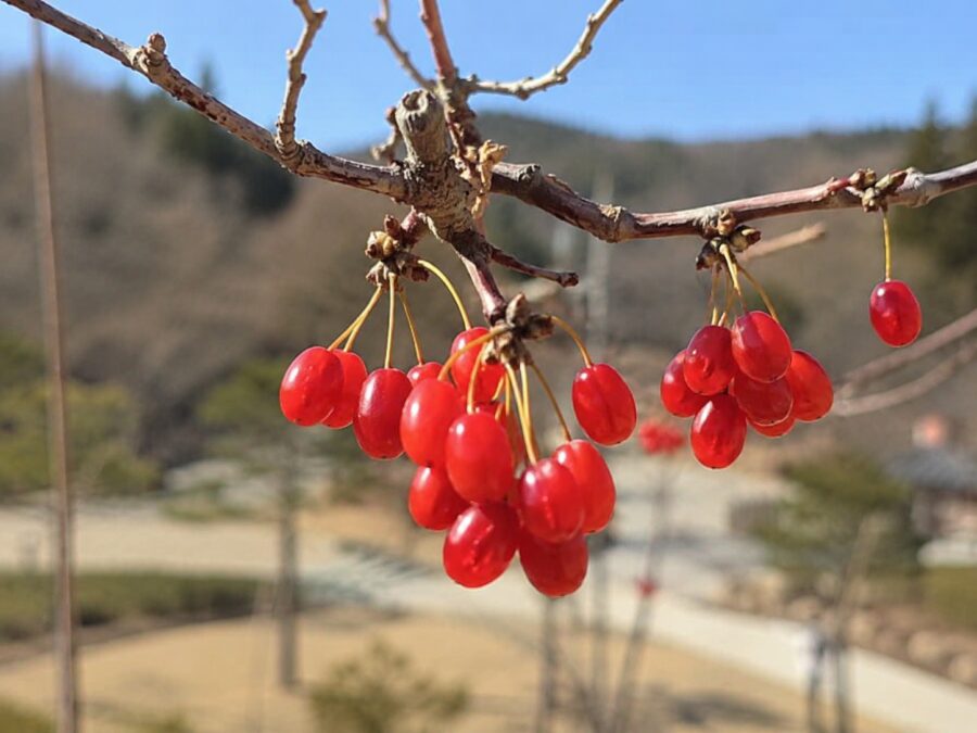 경기 양평의 지역 전통 향토 음식 BEST 7+ 먹거리, 특산물 총 정리 count(title)%, 양평 산수유 scaled