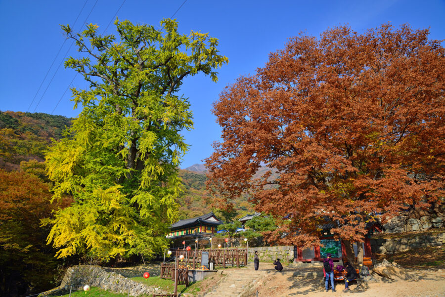 경기 양평 가볼만한 곳, 여행 숨은 명소 여행지 BEST 7+ 총 정리 count(title)%, 양평 용문산관광지 scaled