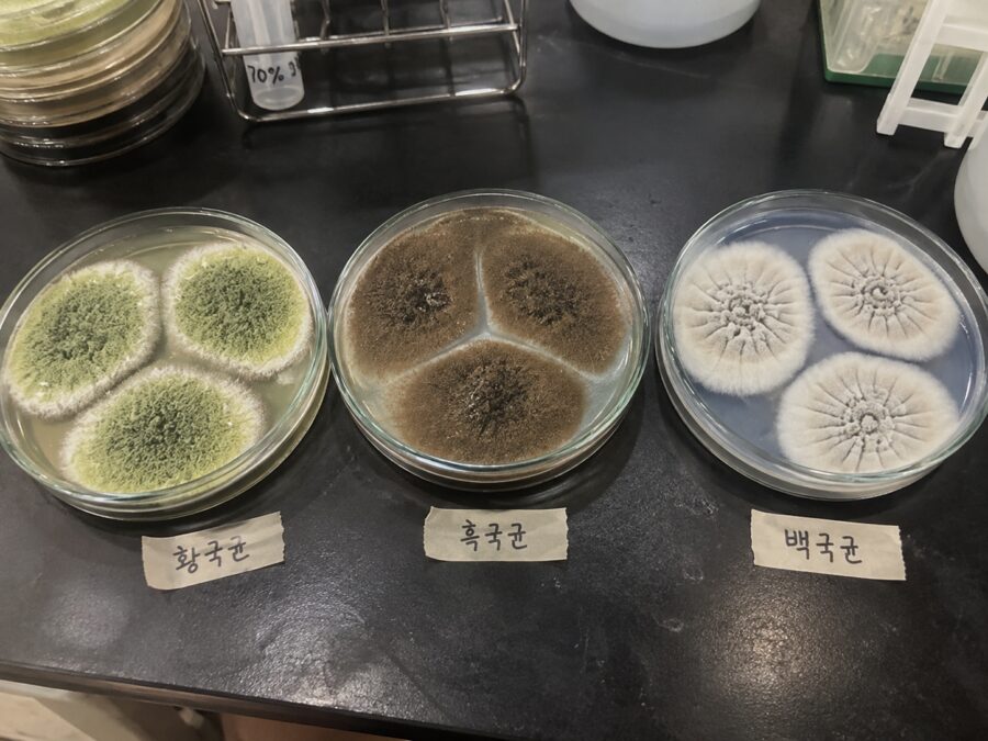 입국(코지)이란? 누룩과의 차이, 국균 종류와 단일균 배양까지의 역사 (황국균, 흑국균, 백국균 차이) 3, 황국균 흑국균 백국균 비교 scaled