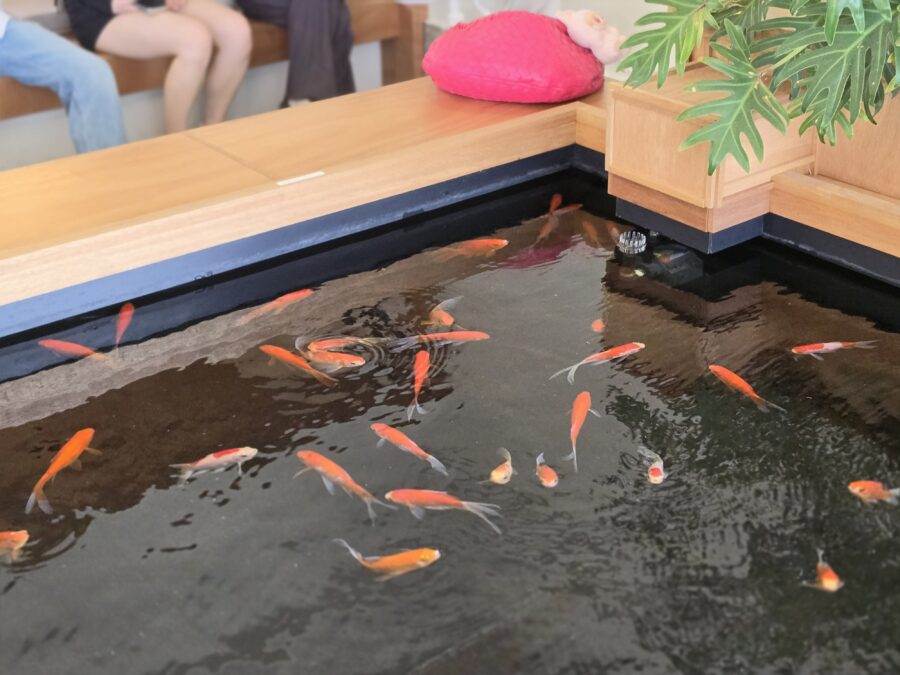 [경북/경주] 유호재 티룸 - 황리단길 근처 수조가 예쁜 분위기 좋은 찻집 티룸 카페 3, 경주 유호재 내부 연못 scaled